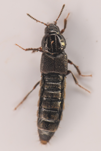 Aleochara sulcicollis photo 3