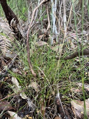 Amphipogon