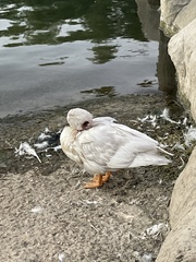 Anas platyrhynchos domesticus