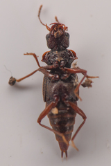 Zalobius spinicollis