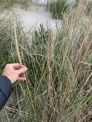 Ammophila breviligulata