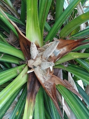 Freycinetia banksii