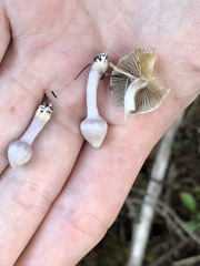 Inocybe lilacina