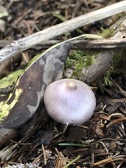 Inocybe lilacina