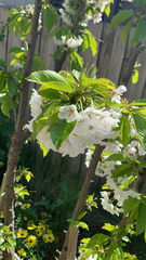 Cerasus