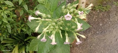 Nicotiana tabacum