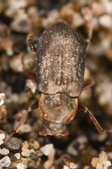 Dryopidae