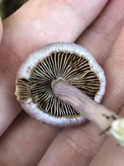 Inocybe lilacina