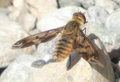 Poecilanthrax arethusa