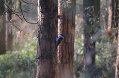 Dryobates villosus orius