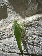 Philophyllia guttulata