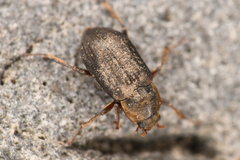 Dryopidae