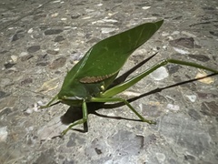 Philophyllia guttulata