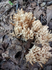 Ramaria formosa