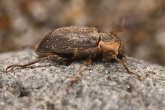 Dryopidae