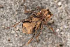 Dryopidae
