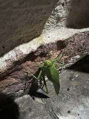 Philophyllia guttulata