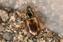 Bembidion