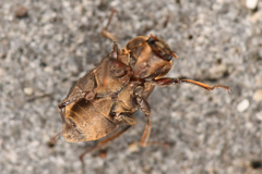 Dryopidae