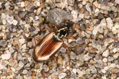 Bembidion