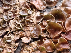 Melanohalea olivacea