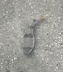 Marilyna pleurosticta