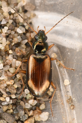 Bembidion