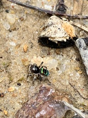 Maratus karrie