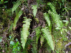 Cranfillia deltoides