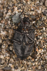 Amphizoa insolens