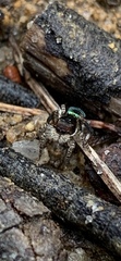 Maratus karrie