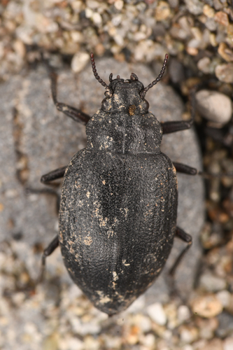 Amphizoa insolens photo 2