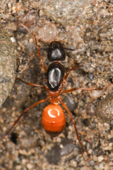 Camponotus semitestaceus