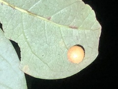 Belonocnema treatae