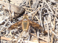 Poecilanthrax arethusa