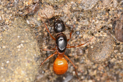 Camponotus semitestaceus