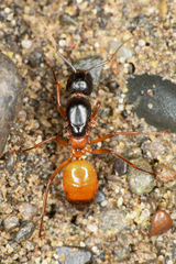 Camponotus semitestaceus