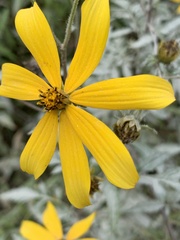 Coreopsis major