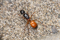 Camponotus semitestaceus