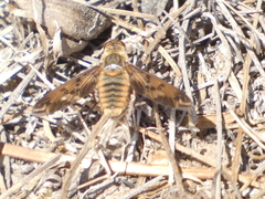 Poecilanthrax arethusa