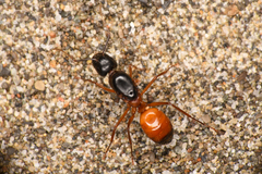 Camponotus semitestaceus