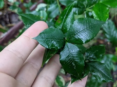 Alyxia