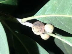 Disholcaspis quercusvirens