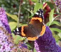 Vanessa atalanta