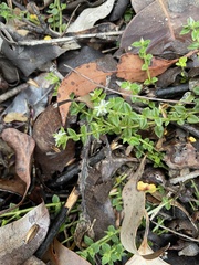 Orianthera serpyllifolia serpyllifolia