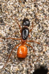 Camponotus semitestaceus