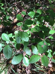 Vaccinium arboreum