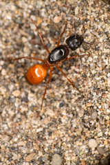 Camponotus semitestaceus