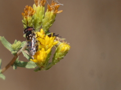 Copestylum marginatum