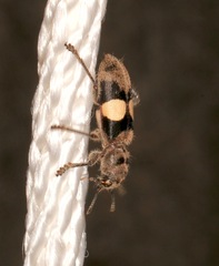 Enoclerus bimaculatus